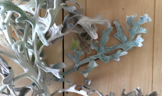 // JOYERÍA BOTÁNICA //